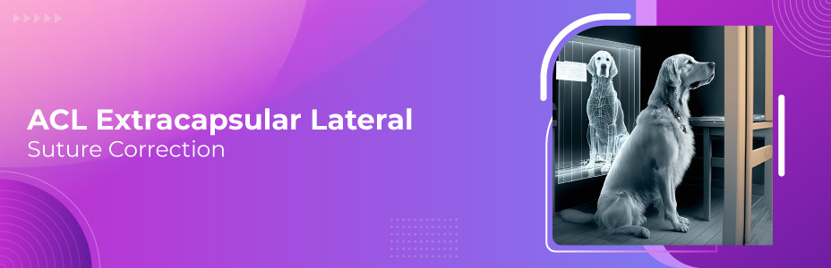 ACL Extracapsular Lateral Suture Correction