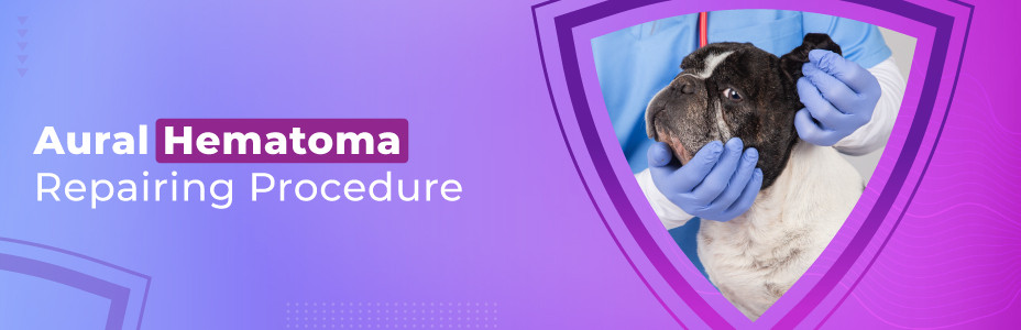 Aural Hematoma Repairing Procedure