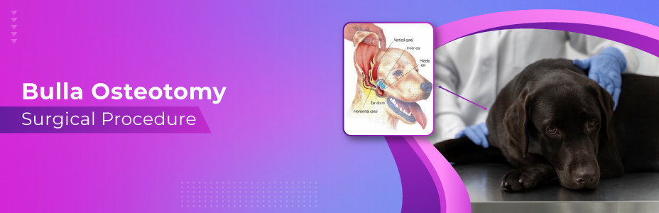 Bulla Osteotomy Surgical Procedure