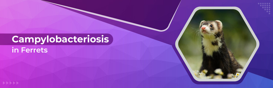 Campylobacteriosis in Ferrets
