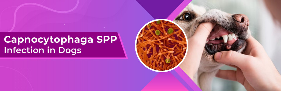 Capnocytophaga SPP. Infection in Dogs