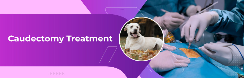 Caudectomy Treatment