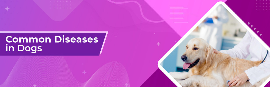 Common Diseases in Dogs