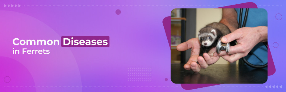 Common Diseases in Ferrets