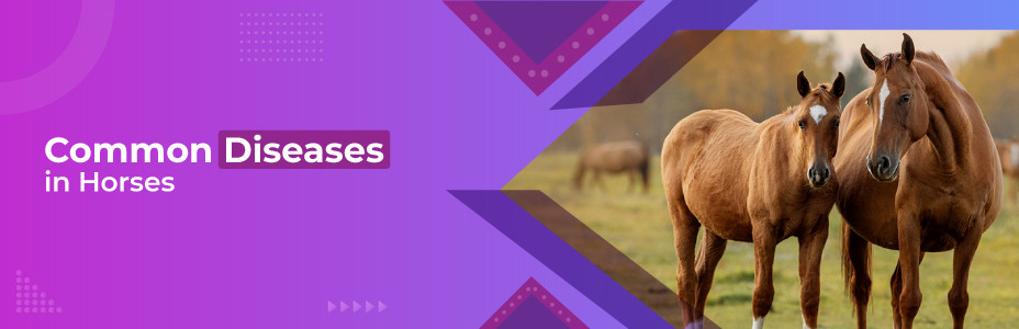 Common Diseases in Horses