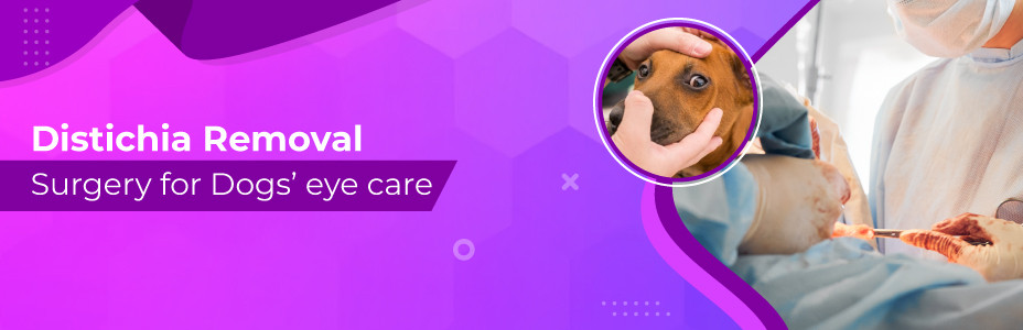 Distichia Removal Surgery For Dogs’ Eye Care