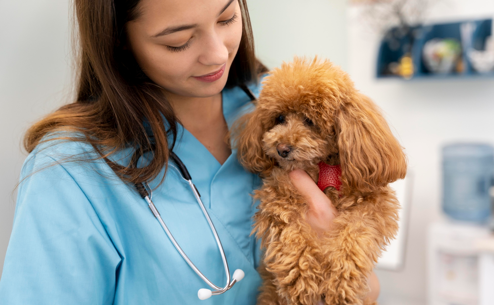 veterinary nurse practitioner taking care of a pet dog