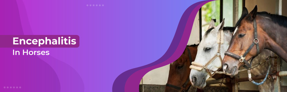 Encephalitis in Horses