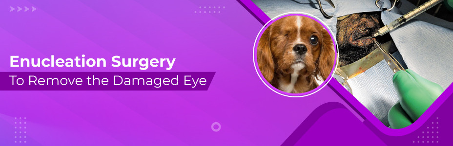 Enucleation Surgery To Remove The Damaged Eye