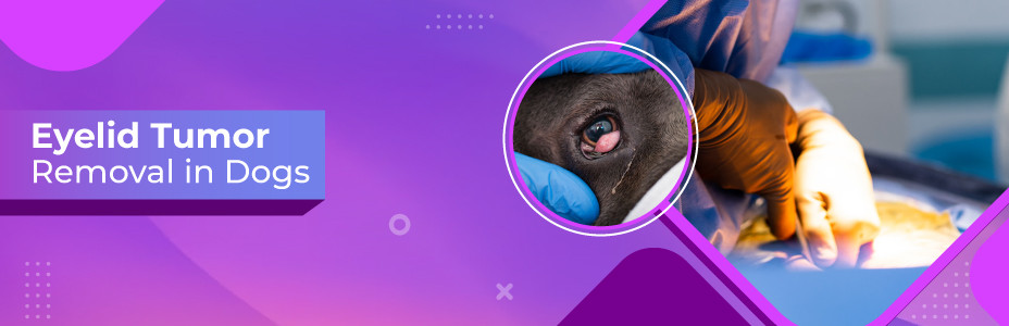 Eyelid Tumor Removal In Dogs