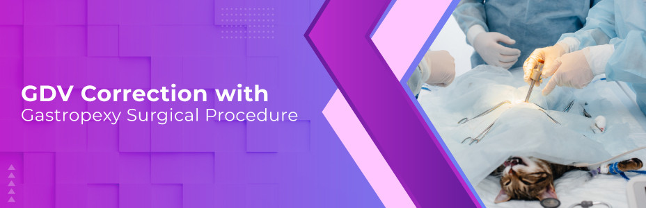 GDV Correction with Gastropexy Surgical Procedure