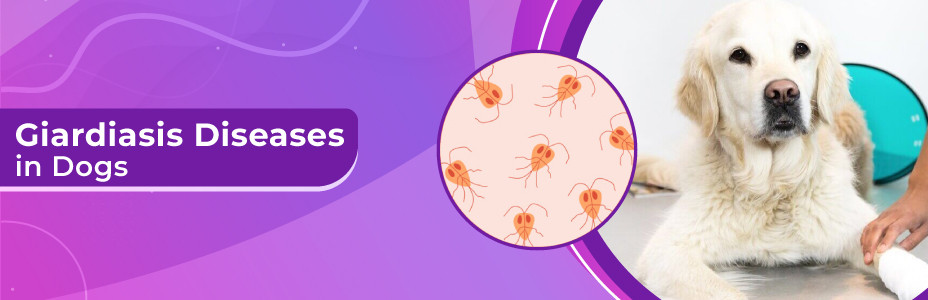 Giardiasis Diseases in Dogs