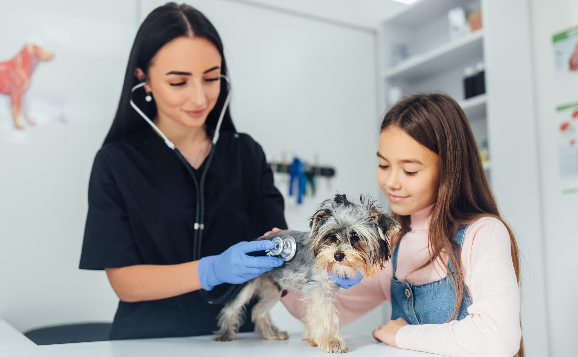 Happy dog on medical examination with young girl and doctor