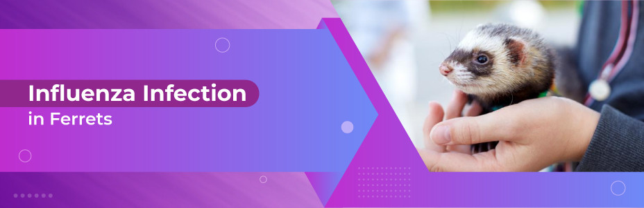 Influenza Infection in Ferrets