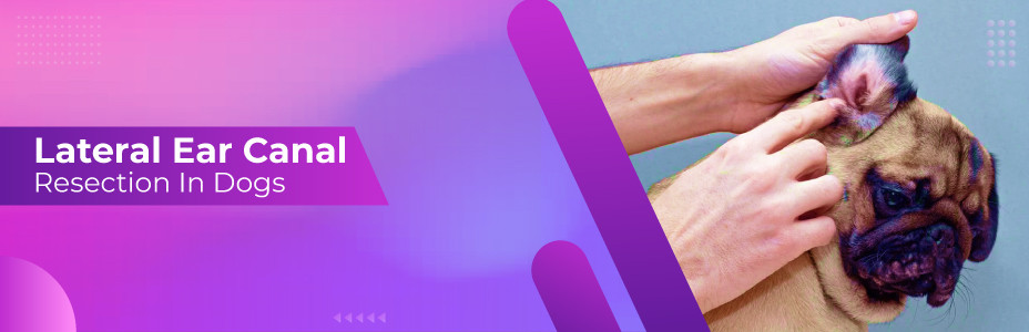 Lateral Ear Canal Resection in Dogs