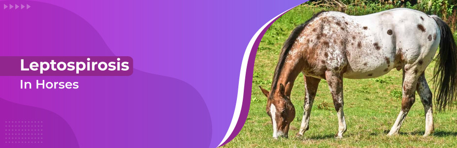 Leptospirosis in Horses
