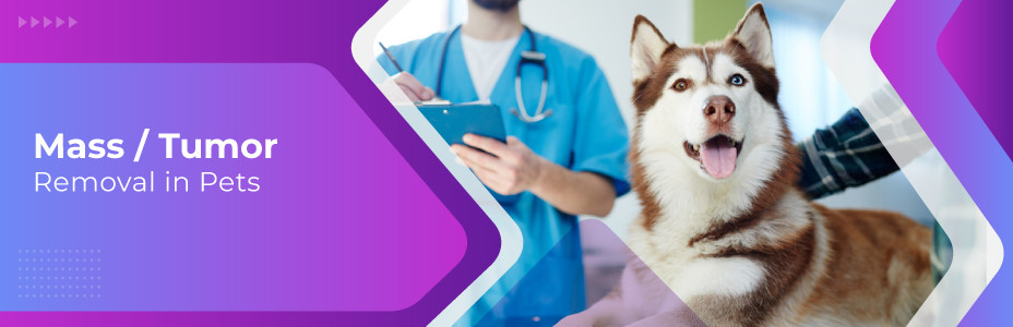 Mass / Tumor Removal in Pets