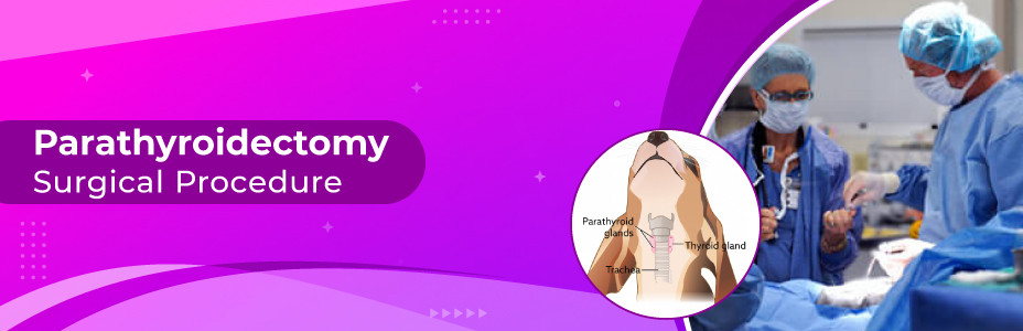 Parathyroidectomy surgical procedure