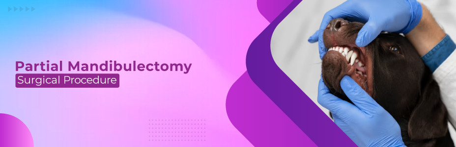 Partial Mandibulectomy Surgical Procedure