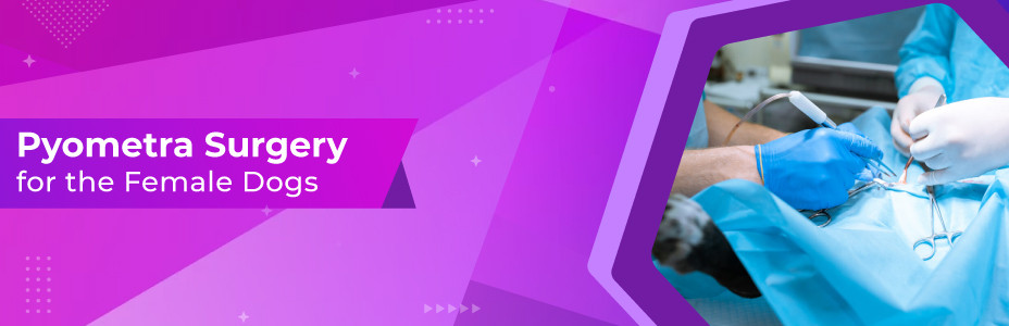 Pyometra Surgery For The Female Dogs