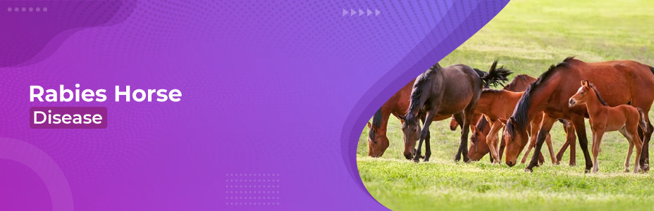 Rabies Horse Disease