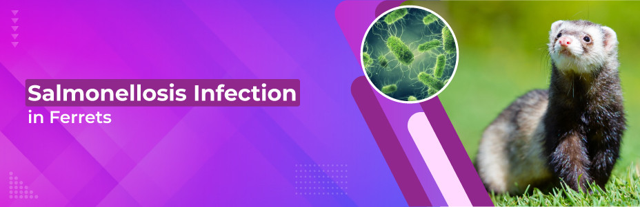 Salmonellosis Infection in Ferrets