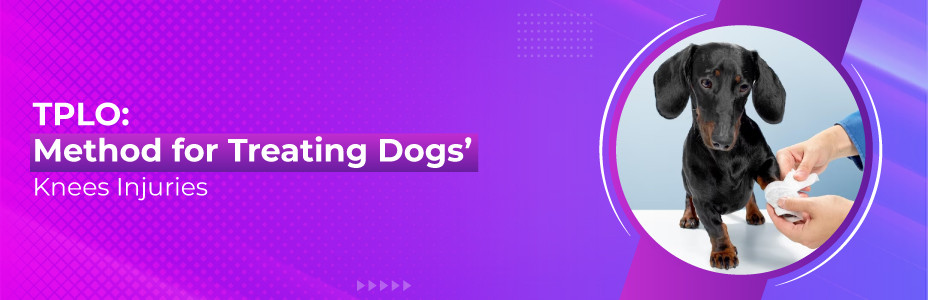 How Is TPLO An Effective Method For Treating Dogs’ Knees Injuries