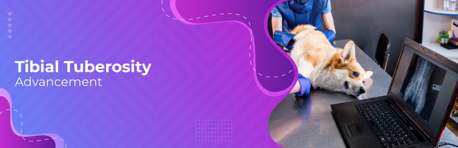 Tibial Tuberosity Advancement