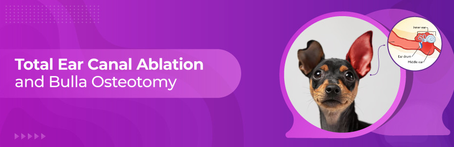 Total Ear Canal Ablation and Bulla Osteotomy