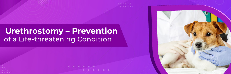 Urethrostomy – Prevention of a life-threatening condition