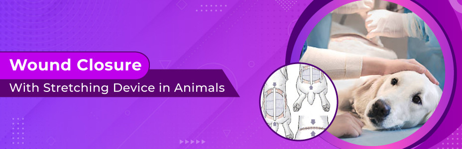 Wound Closure With Stretching Device In Animals