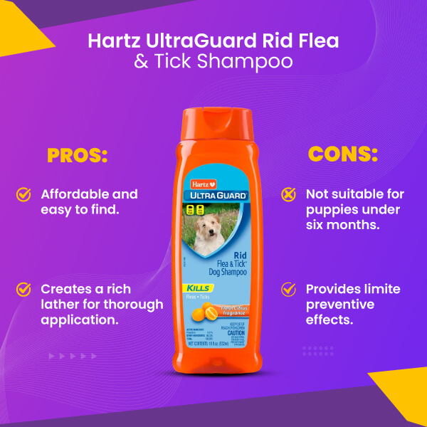 Does Regular Dog Shampoo Kill Fleas: Truths You Need to Know