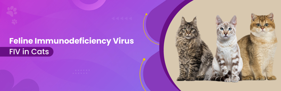 Feline Immunodeficiency Virus FIV in Cats