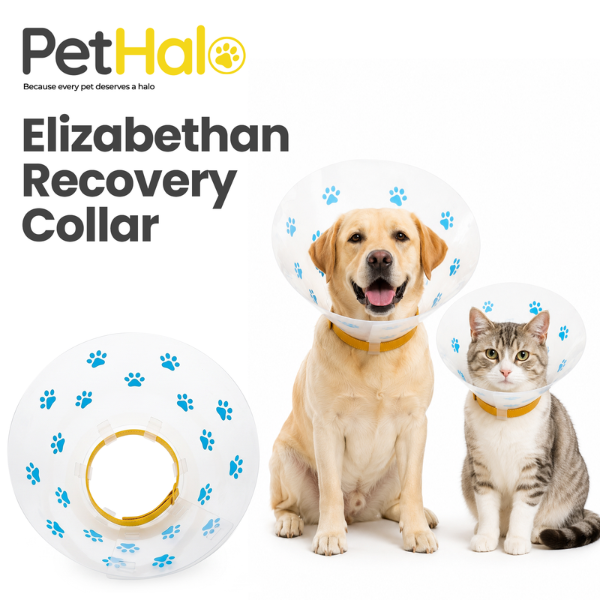 elizabethan-recovery-collar-1-1783454915.png