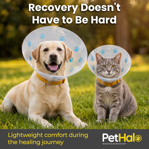 elizabethan-recovery-collar-3-1783454915.png