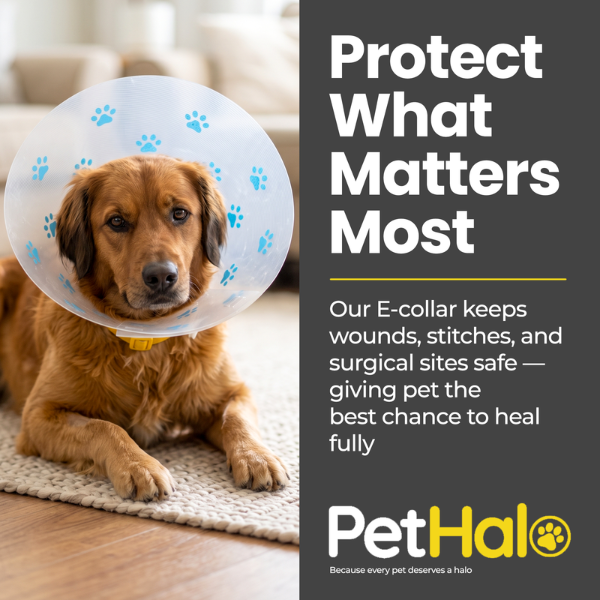 elizabethan-recovery-collar-6-1783454915.png