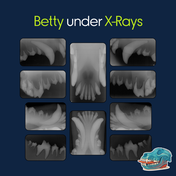 gaia-simulation-kit-betty-canine-dental-radiographs-copy-1784292996.jpg