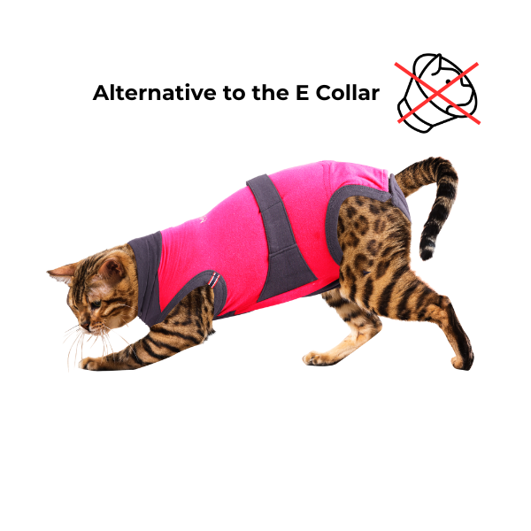 maxx-cat-recovery-suit-2-d3a4e340-6675-4e6b-9f20-84a2f8cb1d95-1782372255.png