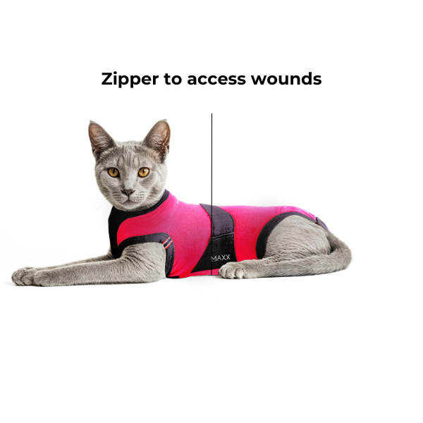 maxx-cat-recovery-suit-4-f9241b35-1013-43c8-9785-4e27f8836a99-1782372256.png