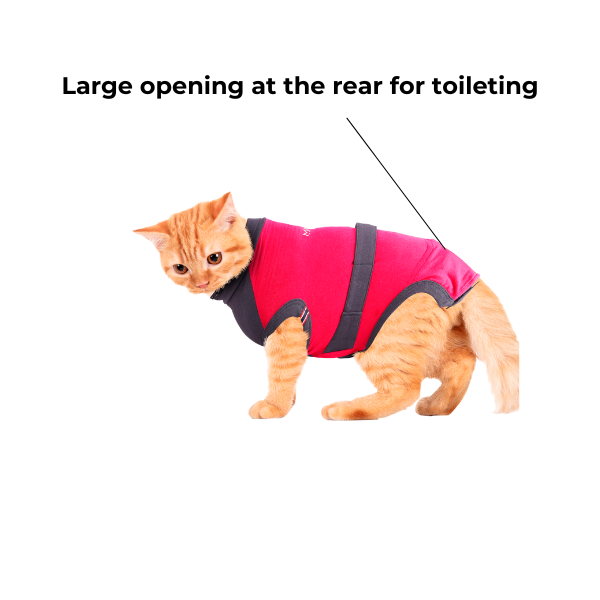 maxx-cat-recovery-suit-6-1621a28c-e979-4475-bc02-3a1de1c33e03-1782372257.png