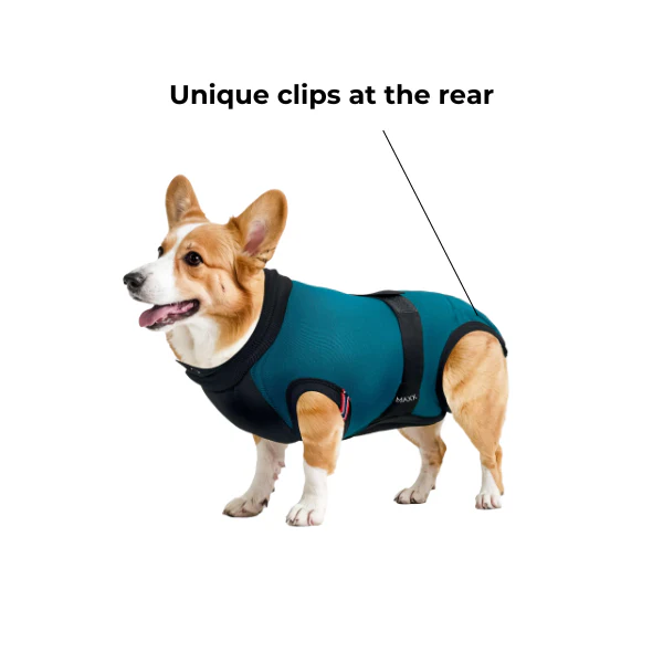 maxx-dog-recovery-suit-premium-5-1782195218.png