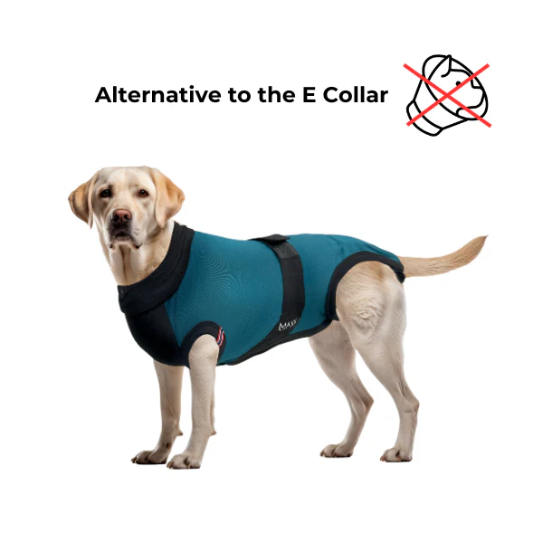 maxx-dog-recovery-suit-premium-alternative-to-the-e-collar-1782195218.png