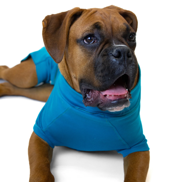 vetmedwear-recovery-suit-for-male-dogs-vetmedwear-recovery-suit-after-surgery-pet-clothing-for-wound-protection-blue-1783705939.png